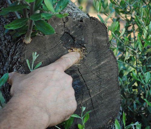 2015.09 – Attività di monitoraggio e controllo Xylella fastidiosa